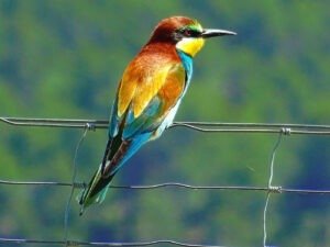 rainbow colored bird