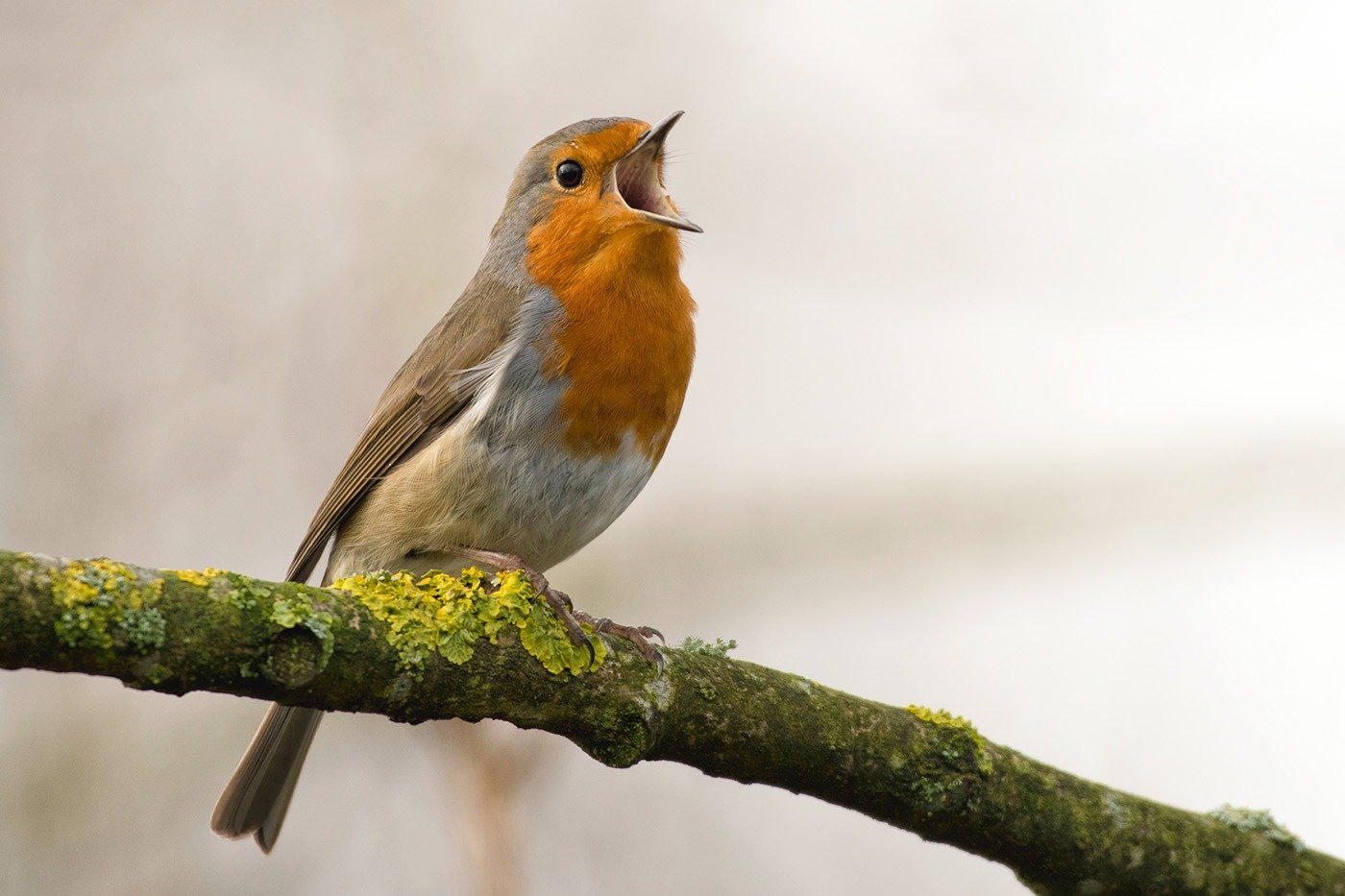 grey and orange bird