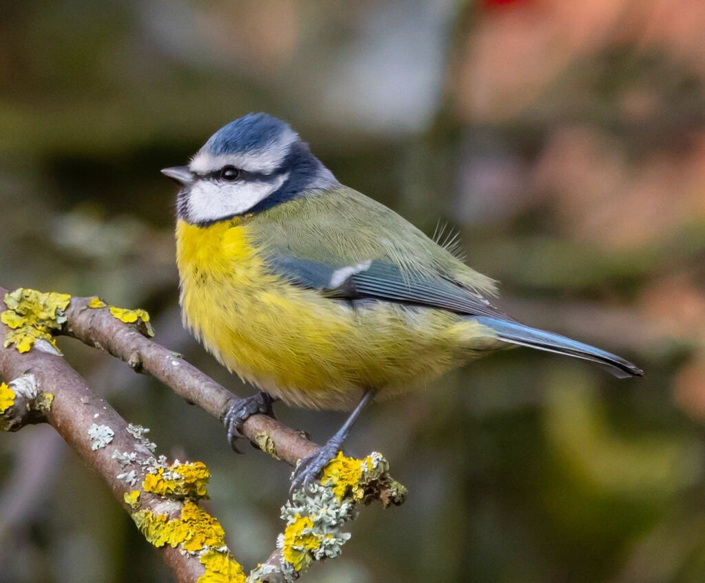 yellow bellied bird