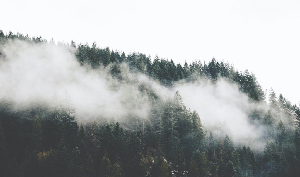 low hanging clouds on a forest